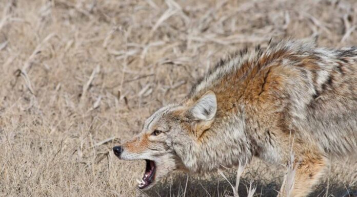 Un uomo e i suoi dieci cani incontrano un branco di coyote mentre camminano da soli
