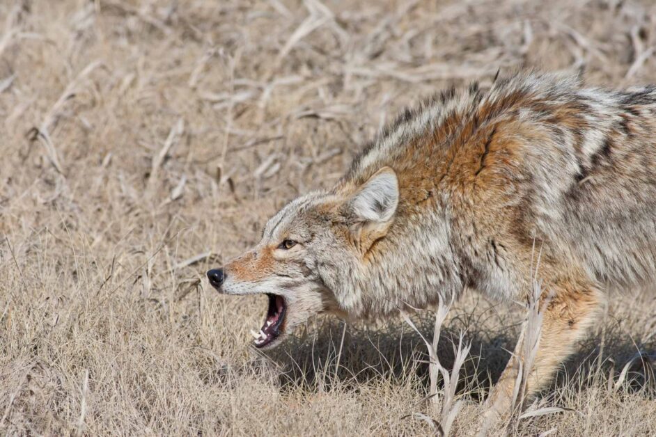 Un uomo e i suoi dieci cani incontrano un branco di coyote mentre camminano da soli