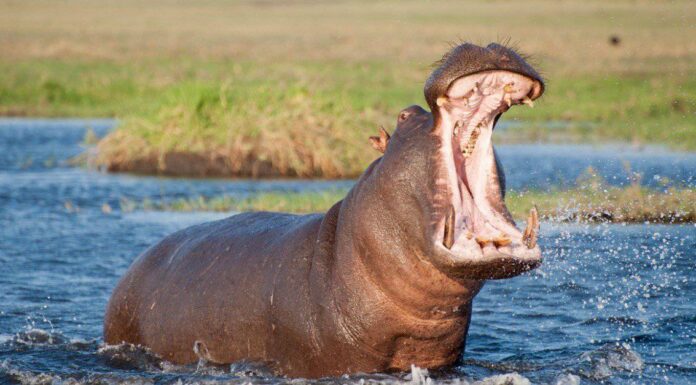 Un video folle mostra l'ippopotamo che uccide un rinoceronte in una disputa territoriale
