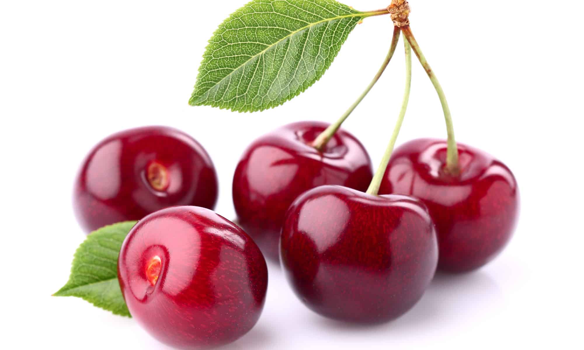 Usa estrema cautela se i cani mangiano le ciliegie!  Ecco perché