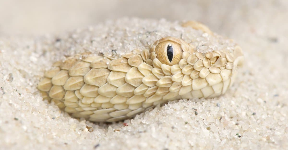 Vipera della sabbia
