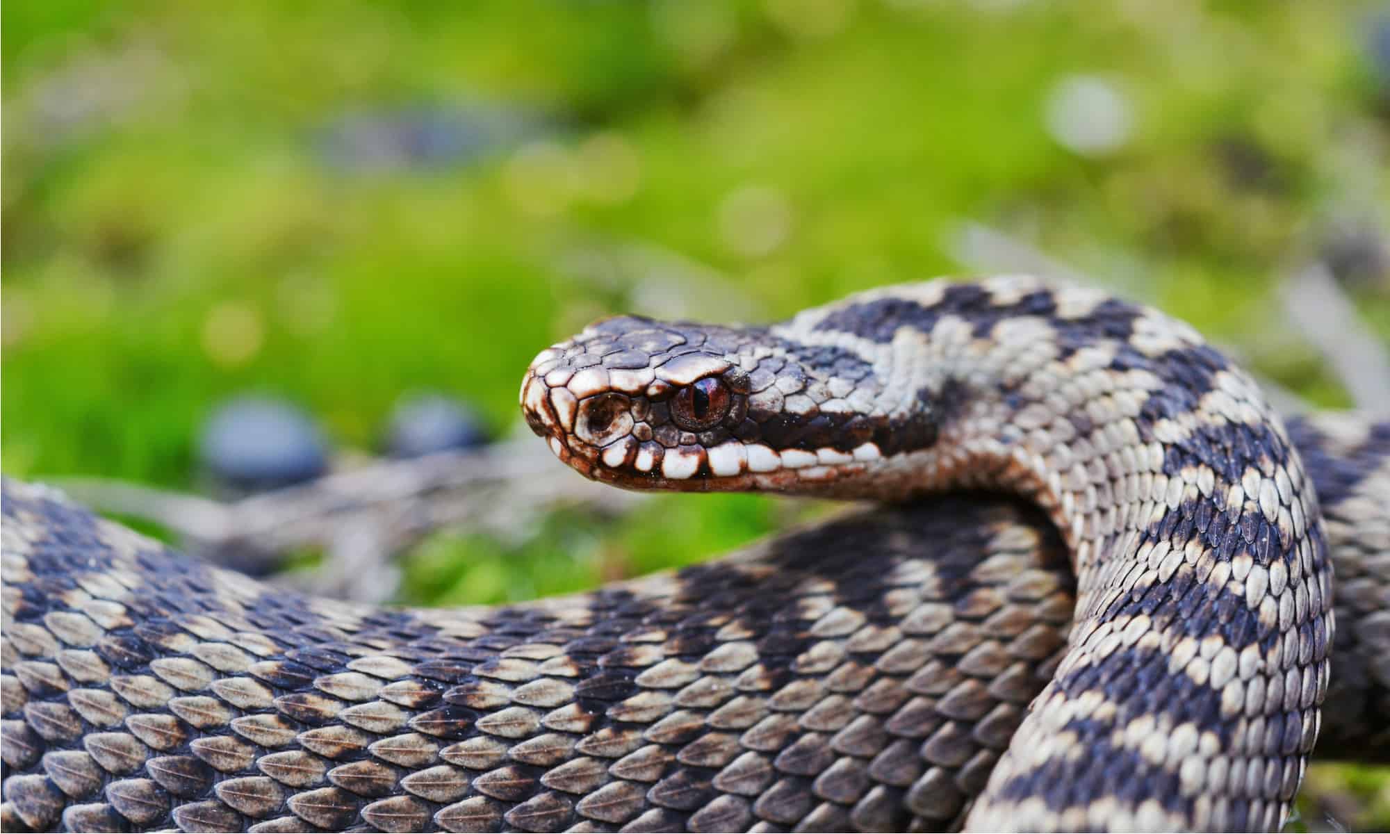 Vipera
