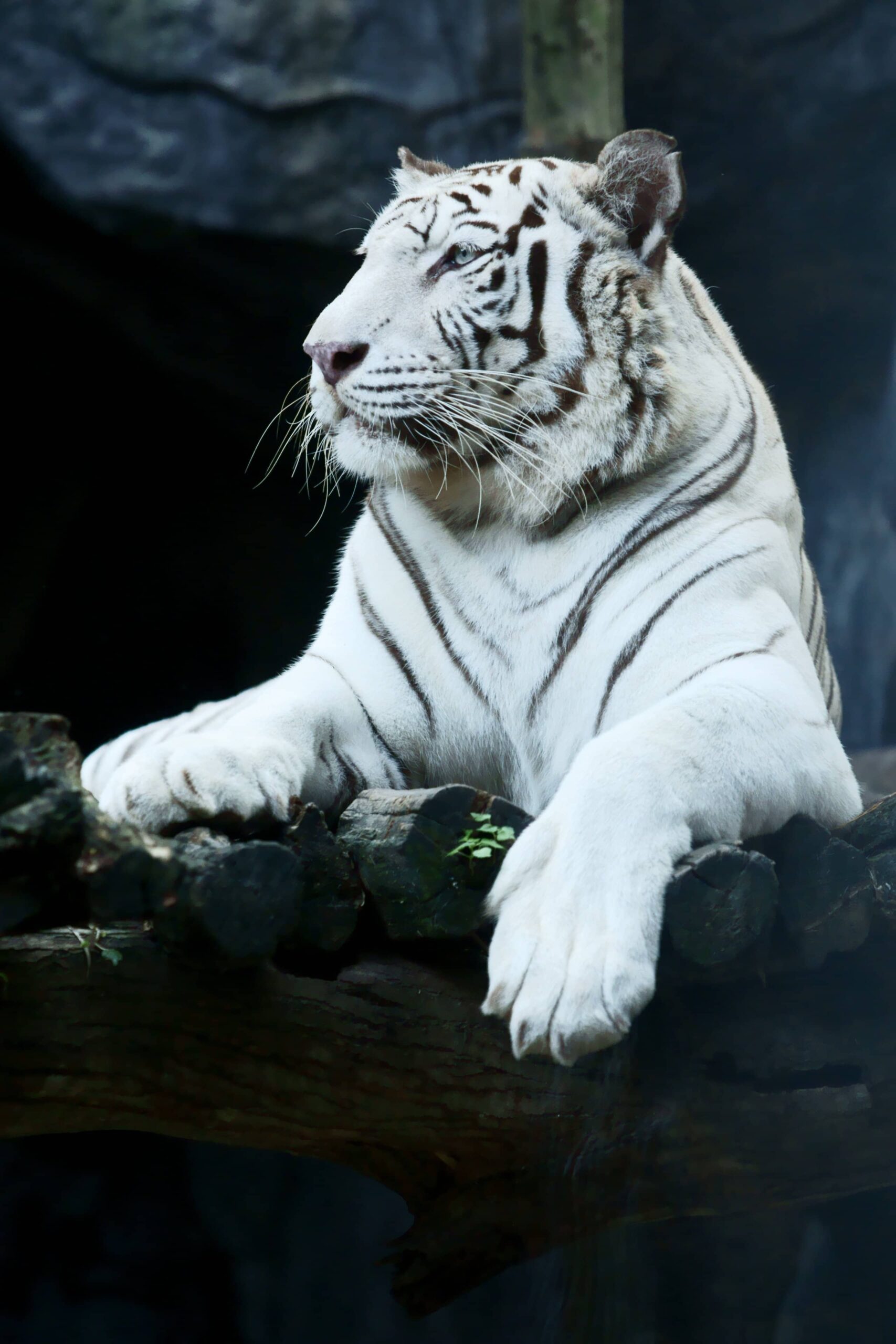 White Tiger King sfidato da un leone maschio adulto e dal suo orgoglio