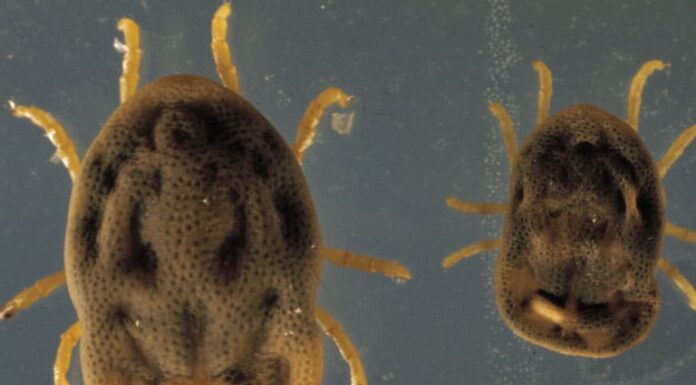  Le zecche saltano o volano?  Le zecche hanno le ali?
