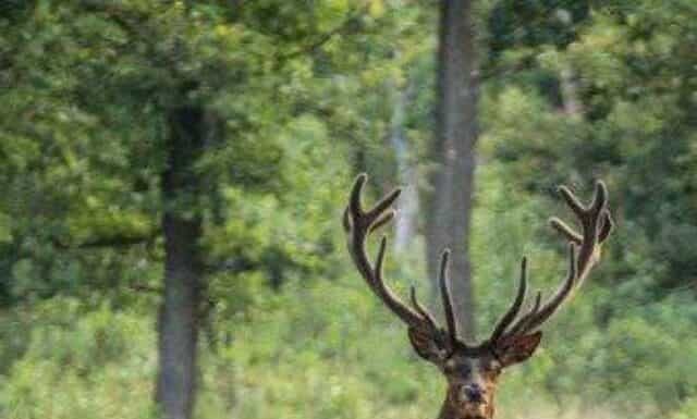 I cervi mangiano Coleus?
