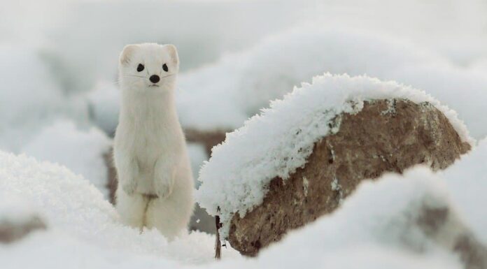 Ermellino contro donnola: 5 differenze chiave
