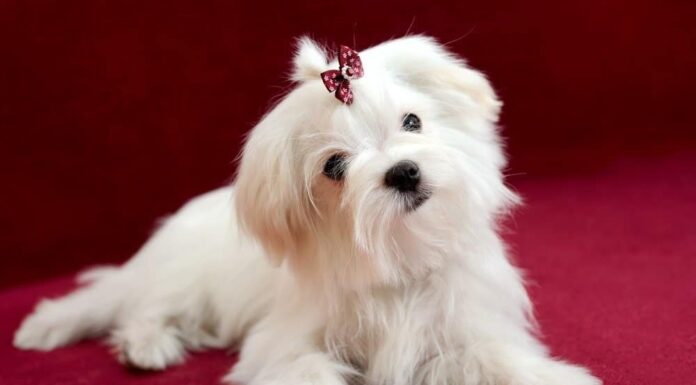 I migliori tipi di tagli di capelli per cani
