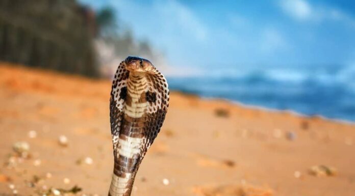Boomslang Vs King Cobra: quali sono le differenze?
