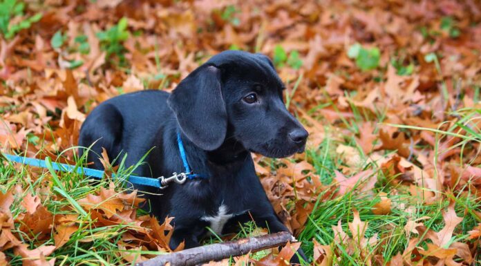 10 adorabili cuccioli a Nashville da adottare per Natale
