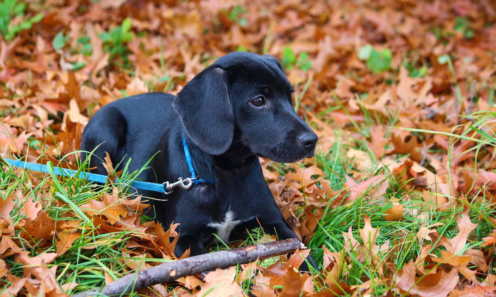 10 adorabili cuccioli a Nashville da adottare per Natale