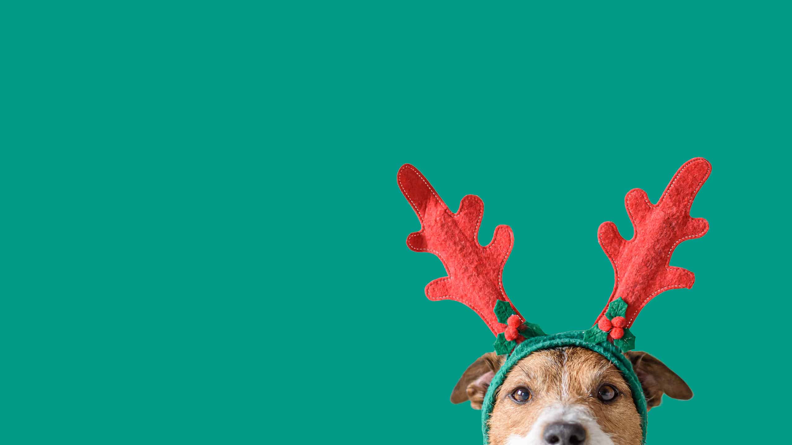 10 adorabili cuccioli a San Diego da adottare per Natale