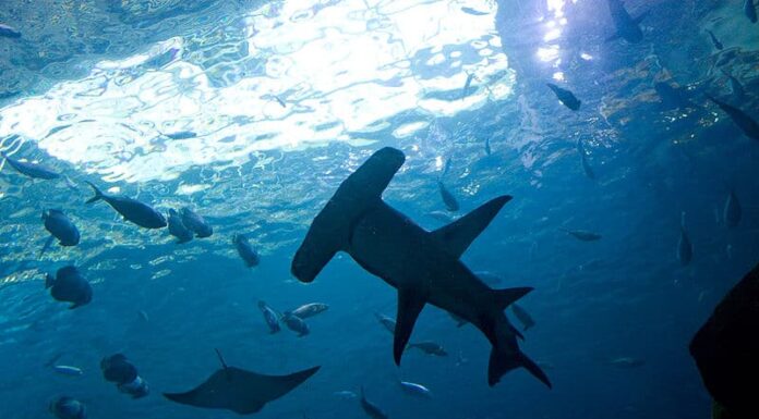 Guarda un gruppo di subacquei incontrare uno squalo martello così grande da bloccare il sole
