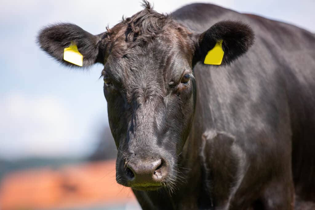 Cosa mangiano le mucche Wagyu?  15+ alimenti che consumano