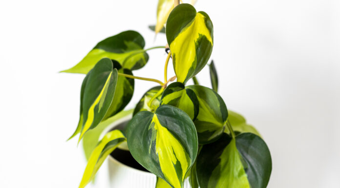 Philodendron Golden Goddess contro Thai Sunrise
