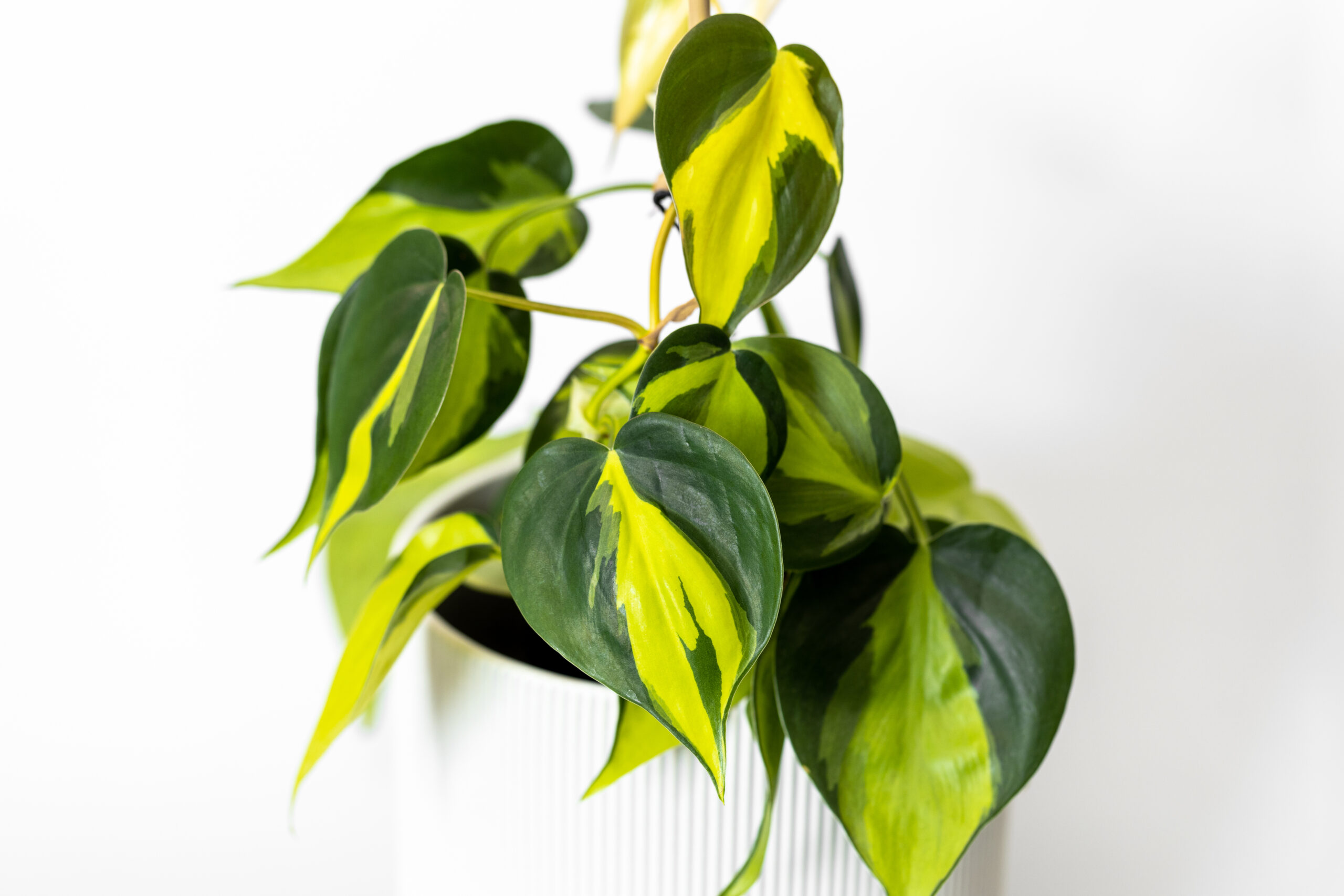 Philodendron Golden Goddess contro Thai Sunrise