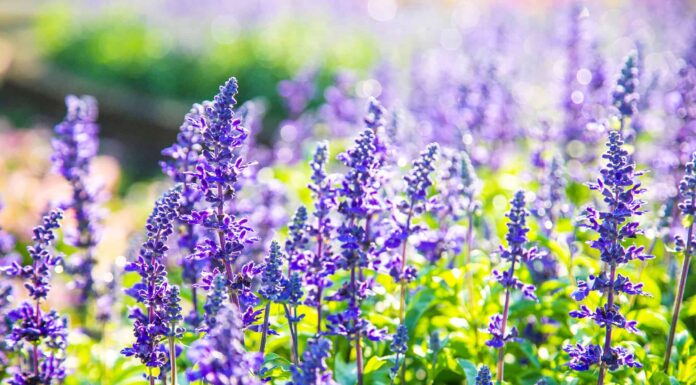 Salvia plant in full bloom