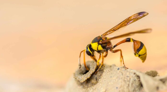 Scopri 9 insetti e mosche che sembrano api
