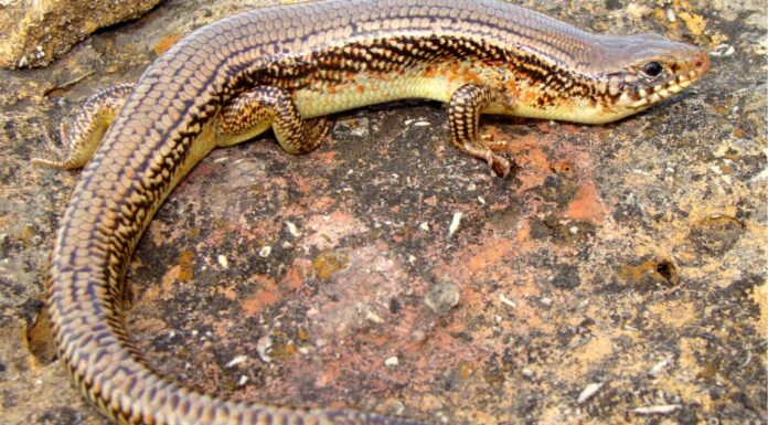 Scopri 7 fantastici animali che si rigenerano
