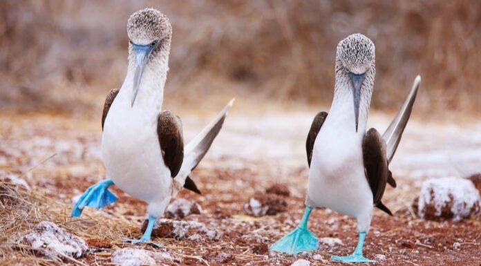  Cos'è il dimorfismo sessuale negli animali?  (con esempi)
