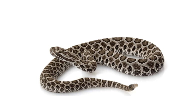 Serpenti neri nel Wisconsin 
