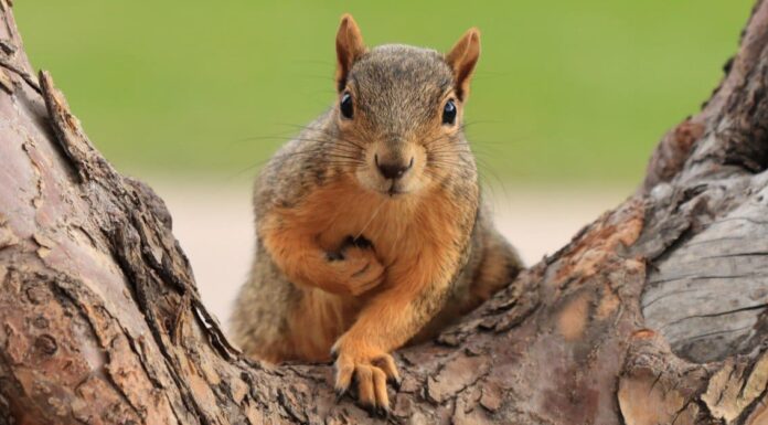  Cosa mangiano i roditori?  18+ cibi che mangiano
