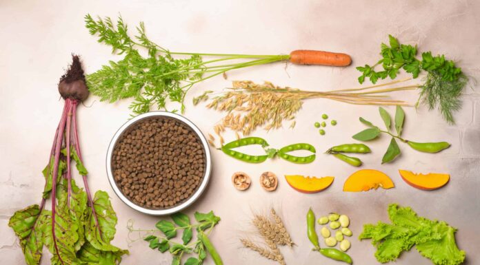  I cani possono essere vegani?  Quali sono i rischi?
