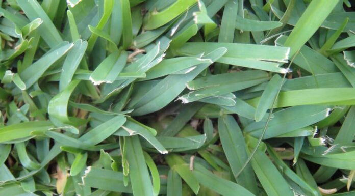 Closeup of green centipede grass