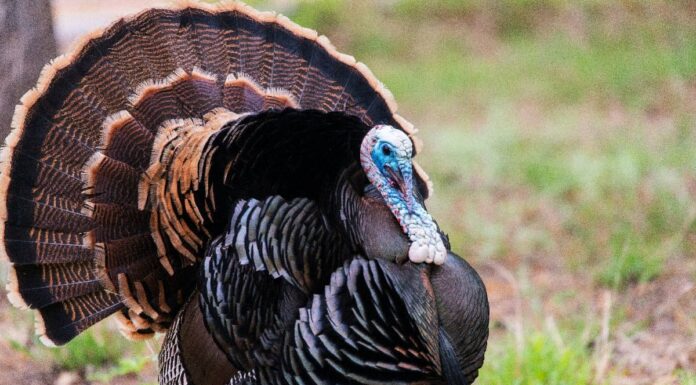 Simbolismo e significato degli animali dello spirito della Turchia
