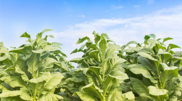 Tabacco da fiore contro vero tabacco
