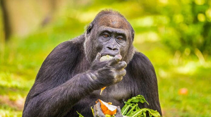 Cosa mangiano gli animali?

