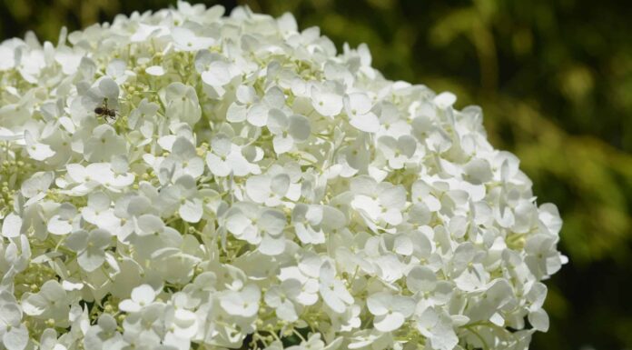Incrediball® Hydrangea vs. Limelight Hydrangea Quali sono le differenze?
