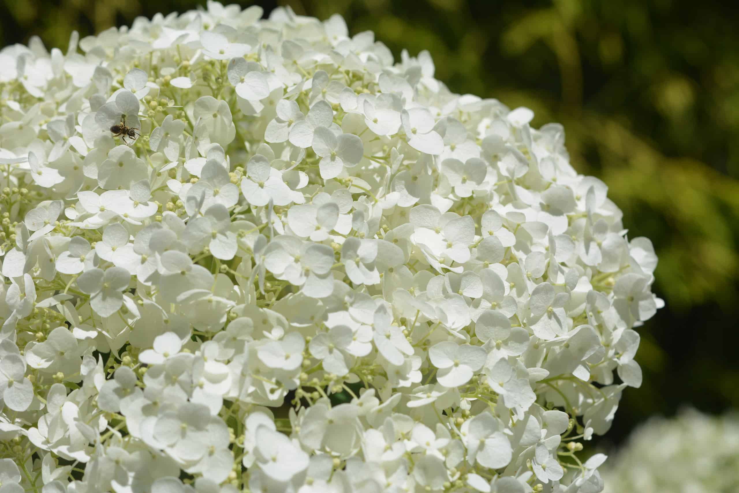 Incrediball® Hydrangea vs. Limelight Hydrangea Quali sono le differenze?