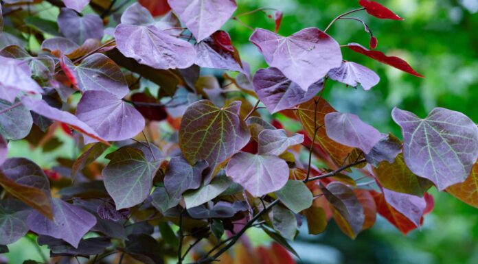 eastern redbud tree in full bloom covered in delicate pink blossoms against a green landscape.