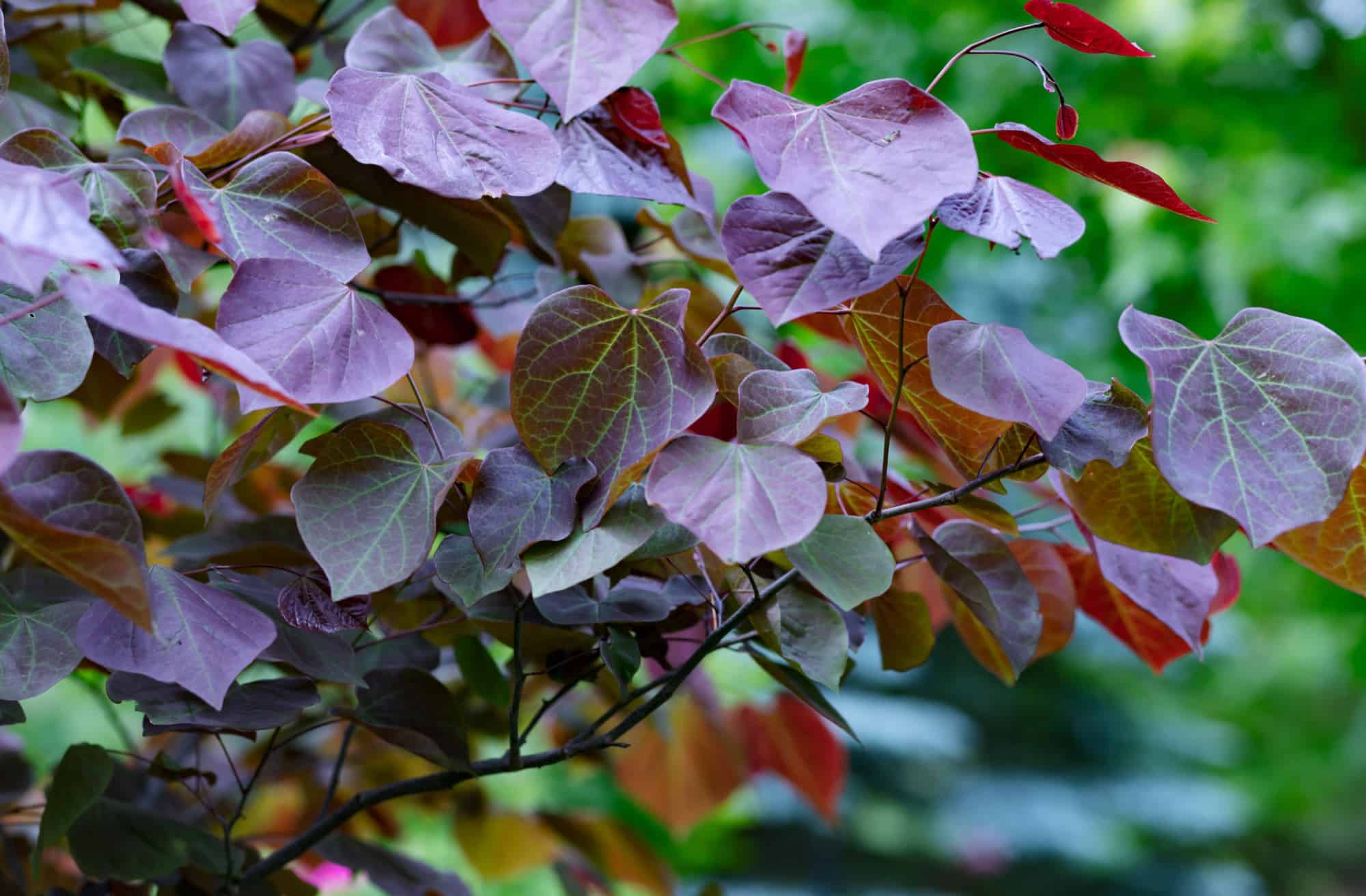 eastern redbud tree in full bloom covered in delicate pink blossoms against a green landscape.