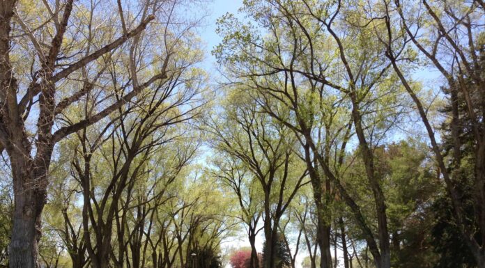 Olmo siberiano contro olmo cinese: qual è la differenza?
