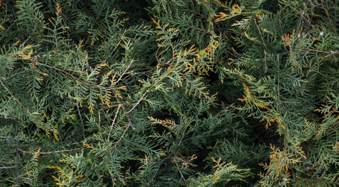 Scopri gli 8 alberi sempreverdi a crescita più rapida
