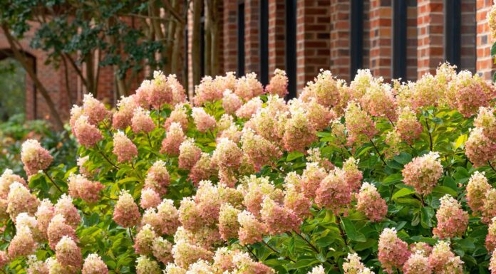 Arbusti di ortensie alla ribalta contro alberi di ortensie alla ribalta
