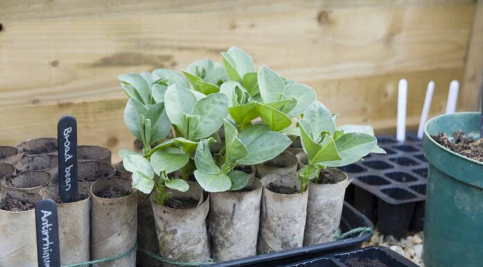 Fave contro Fagioli di Lima
