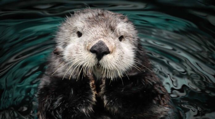 Questa giocosa lontra vuole così tanto essere amica di un kayakista

