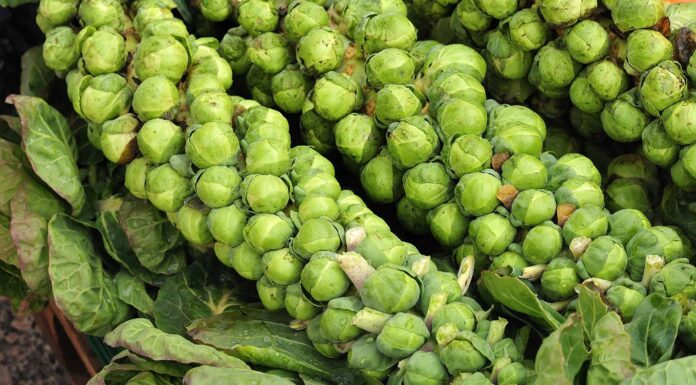 Cavolini di Bruxelles contro cavolo
