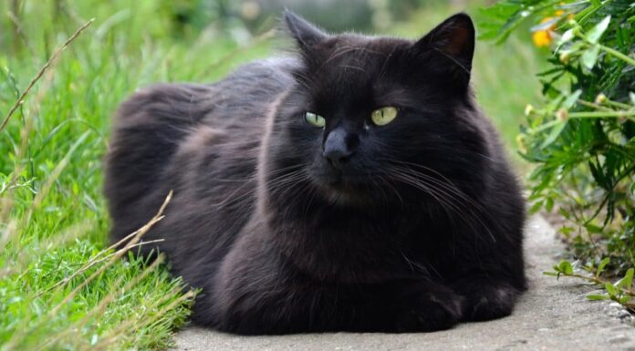 Scopri 3 affascinanti razze di gatti estinte!
