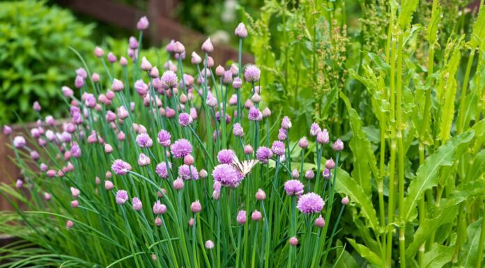 Erba cipollina vs scalogno: qual è la differenza?
