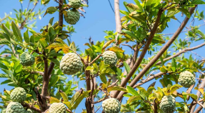 Guanabana vs Cherimoya: qual è la differenza?

