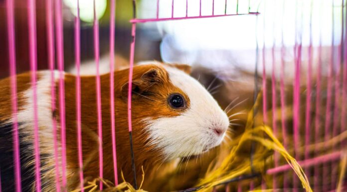 Animal, Animal Body Part, Animal Hair, Animal Head, Animal Stage