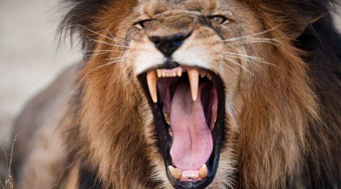 Gli attori del leone e dell'orso fanno le loro acrobazie in questa epica scena di combattimento!
