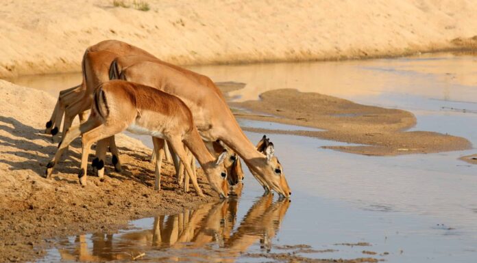 Due cervi ingannano la morte e camminano accanto a un leopardo adulto per un drink

