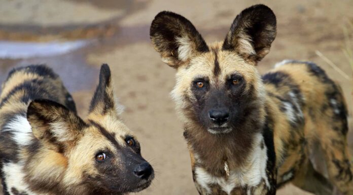 Questo branco di cani selvaggi finalmente trionfa contro un waterbuck 20 volte più grande
