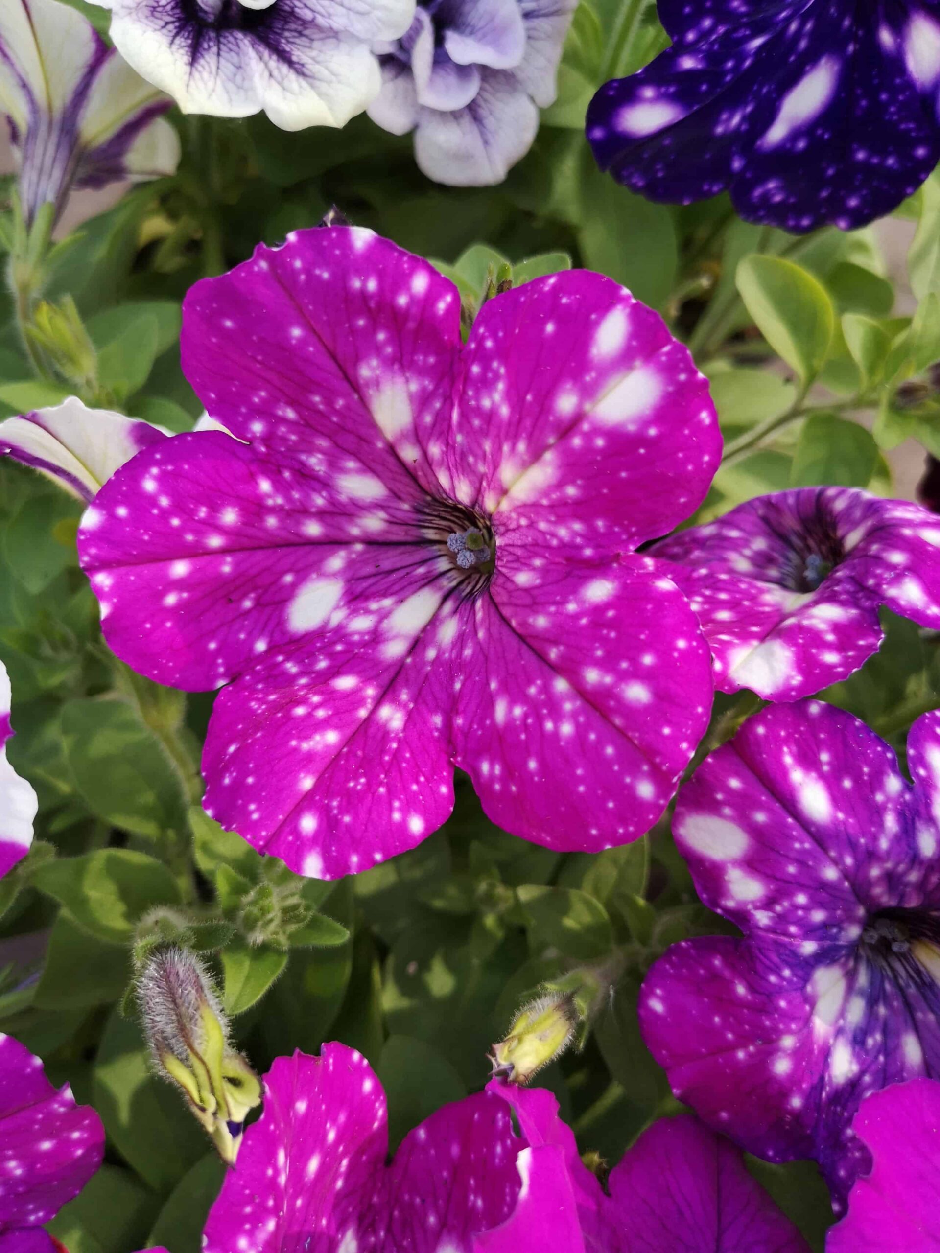 Impatiens contro Petunia: qual è la differenza?