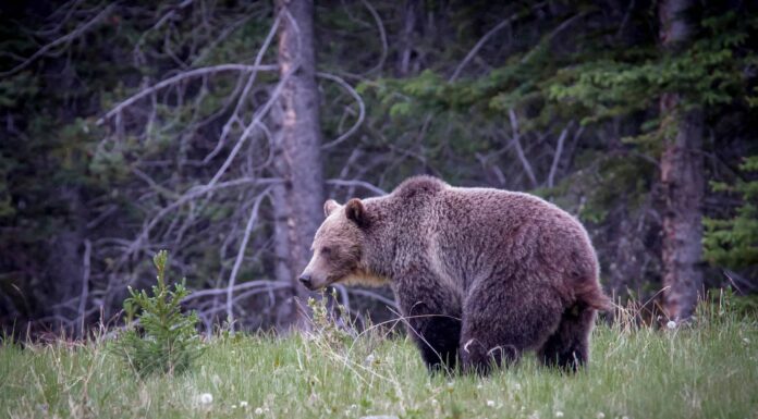 Orso si ferma casualmente per fare la cacca nel traffico del centro

