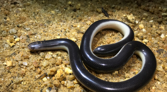 Guarda un serpente scivolare attraverso Disney World e terrorizzare i frequentatori del parco
